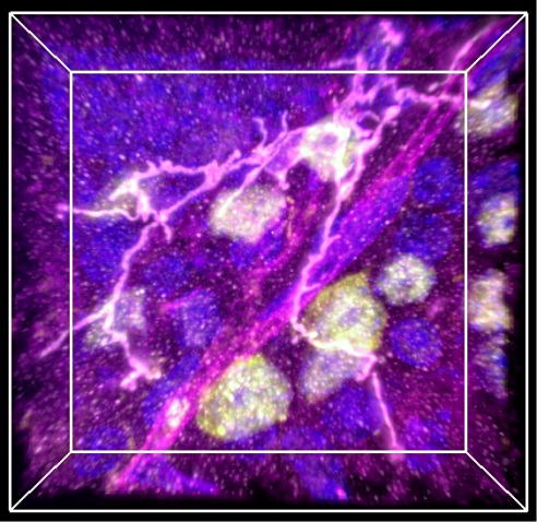 Mouse neuroretina Losenkova et al. Cellular and Molecular Life Sciences. 2022 Feb 25;79(3):152. 